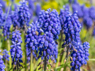 Blaue Traubenhyazinthen