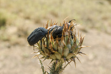 Black beetles on a plant