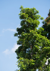 Obraz premium tree leaf from bottom view