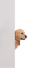 golden labrador retriever dog looking out from behind the wall