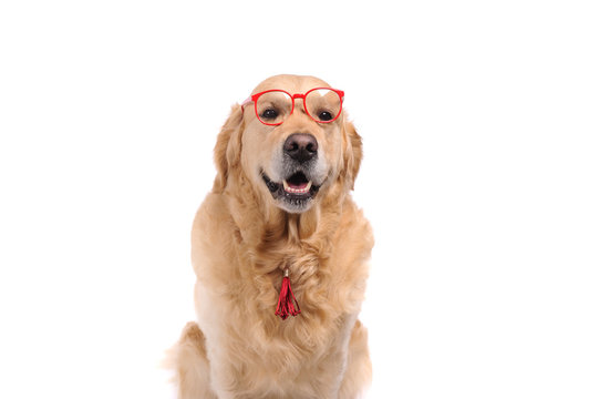 Funny golden labrador retriever dog looking in red glasses