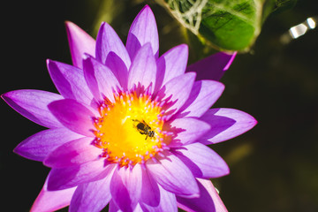 Close up water lily with dead bee on pollen