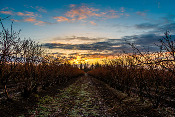 Blueberries fields at morning