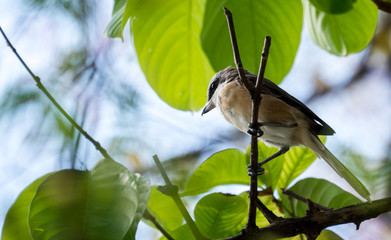 little bird on tree branch