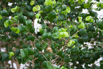 aspidistra leaves for the background