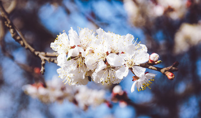 Нежные белые цветы абрикосового дерева