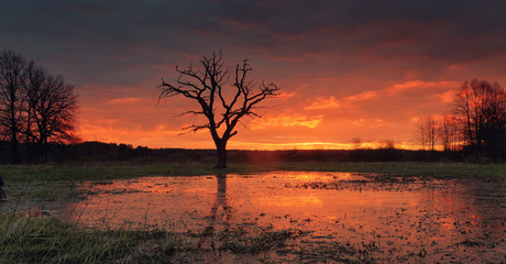 Sunrise over flooded meadow