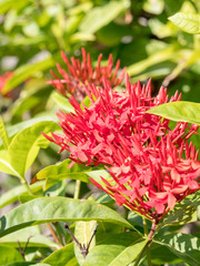 Fototapeta premium red ixora flower; Rauvolfia serpentine
