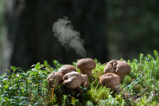 Europe,Italy,Trentino,Dolomites,Fassa Valley..Vescia perlata ( Lycoperdon perlatum )