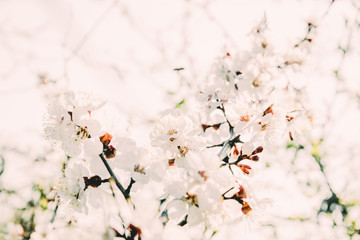 Нежные белые и розовые цветы абрикосового дерева