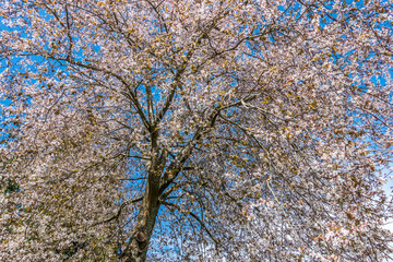 White Cherry Tree Blossoms 2