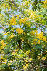 Fototapeta na wymiar Cassod tree; Cassia siamea with flower