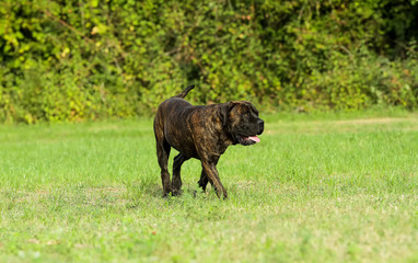 Portrait of Corso Dog, Italian breed of dog