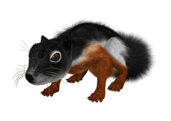 3D Rendering Prevost Squirrel on White