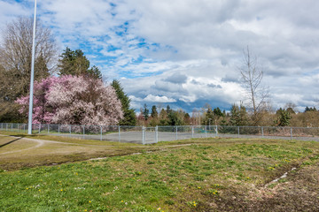 Cherry Tree Landscape