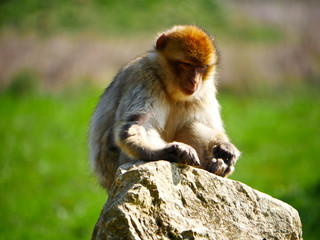 Macaque de Barbarie