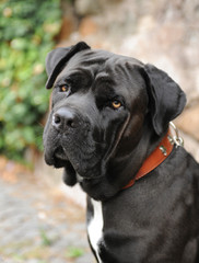 Portrait of Corso Dog, Italian breed of dog