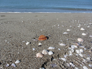 Seashells on sand. Summer beach background. Top view