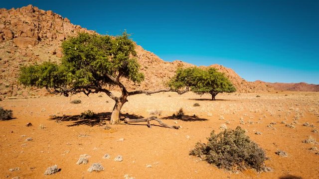 Linear and pan daytime timelapse of an Acacia tree in a barren desert landscape with a rocky hill in the background as the shadows move across the frame, Namibia available on request.