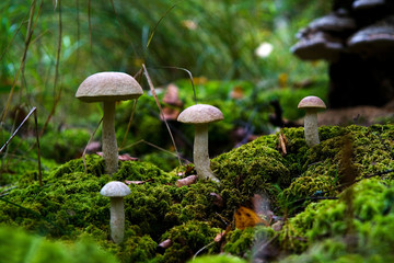 Forest edible mushrooms Podborozoviki in natural conditions.