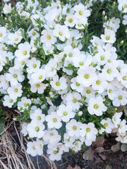 Isolated White Flowerheads in the Spring Time Light