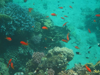 mondo sommerso © paolo