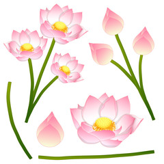 Nelumbo nucifera - Indian lotus, sacred lotus, bean of India, Egyptian bean. National flower of India and Vietnam. Vector Illustration. isolated on White Background