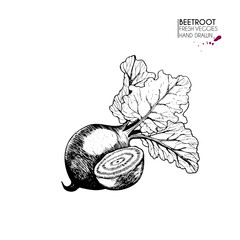 Vector hand drawn set of vegetables. Isolated beetroot. Farm harvest. Engraved art. Delicious vegetarian objects.