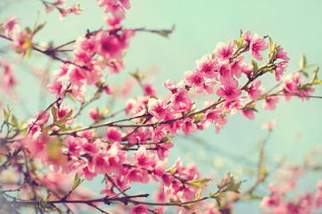Blurred background. Blooming tree in spring with pink flowers