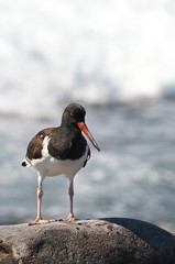 The Oyster Catcher in the Galapagos Islands.