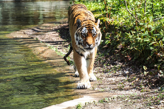 Tiger - Panthera tigris