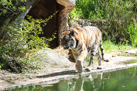 Tiger - Panthera tigris