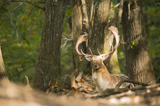 Fallow deer, Dama dama. Liguria, Italy.