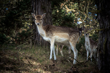 Een ree beschermd haar twee jongen in het bos