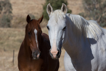 Fototapeta na wymiar Pair of Horses