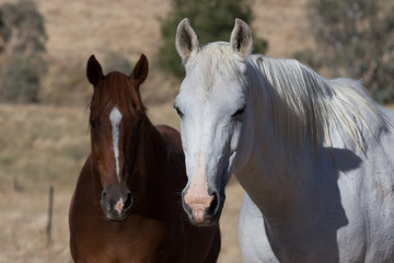 Obraz na płótnie Canvas Pair of Horses