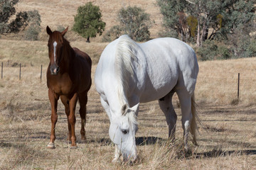 Pair of Horses