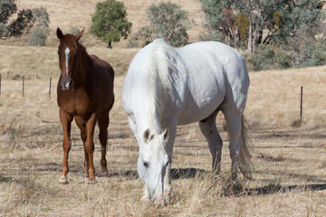 Pair of Horses