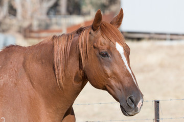 Obraz premium Retired Race Horse