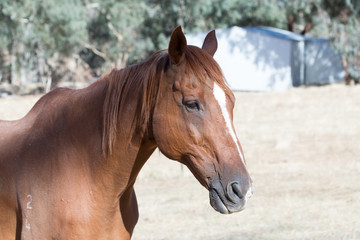 Obraz na płótnie Canvas Retired Race Horse