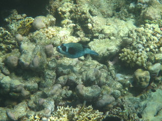 mondo sommerso © paolo