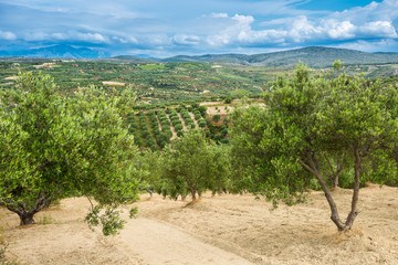 Fototapeta na wymiar Olive plantation Greece, Europe