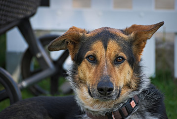 Cute german shepard mix dog outdoor