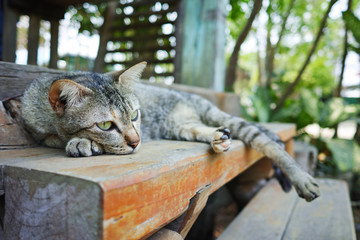 cat sleeping on wood stair at cafe.
