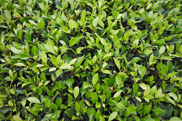 green leaves background.fresh leaves for background or texture.