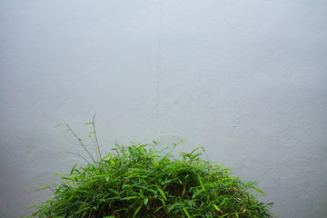 green bamboo with white wall background.