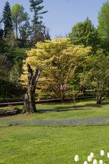 Fototapeta premium flowers,tulip,and garden