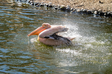Rosa Pelikan - Pelecanus onocrotalus