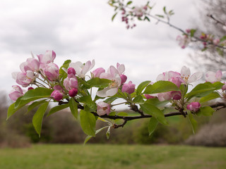 Shot of Tree with Pink and White Buds Growing on it