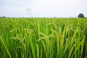 rice fields. Green nature landscape. Paddy jasmine rice fields.
